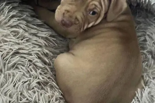 Rednos american Pit bull terrier - szczeniaki, Mazowieckie, Grodzisk Mazowiecki