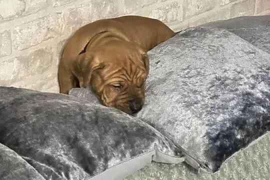 Rednos american Pit bull terrier - szczeniaki, Mazowieckie, Grodzisk Mazowiecki