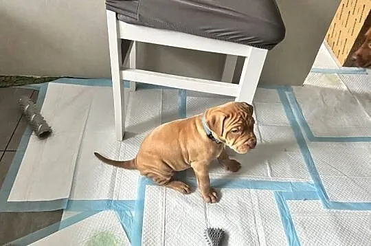 Rednos american Pit bull terrier - szczeniaki, Mazowieckie, Grodzisk Mazowiecki