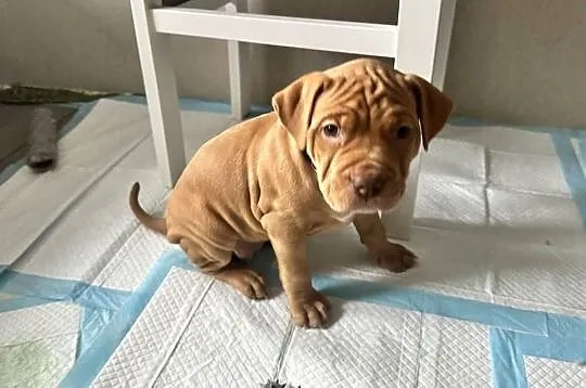 Rednos american Pit bull terrier - szczeniaki, Mazowieckie, Grodzisk Mazowiecki