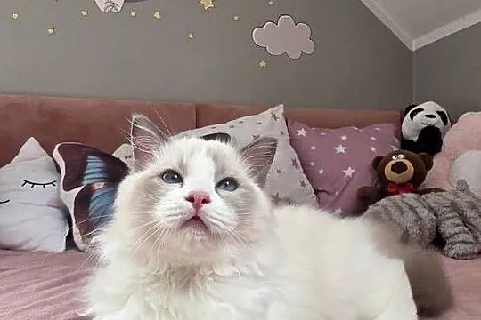 słodki kocurek kotek Latte FPL FiFE juz gotowy do zmiany domku, Wielkopolskie, Uścikowo