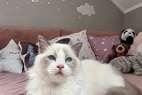 słodki kocurek kotek Latte FPL FiFE juz gotowy do zmiany domku, Wielkopolskie, Uścikowo