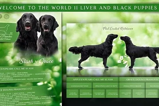 Flat Coated Retriever FCI