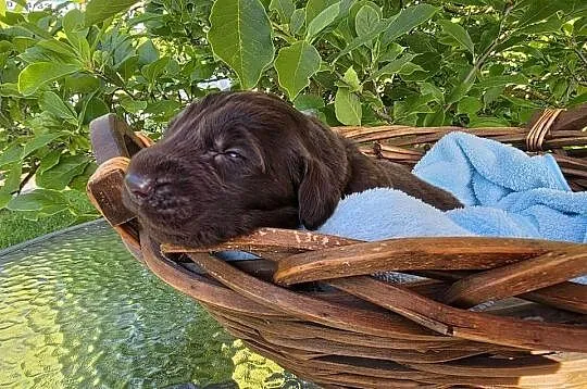 Flat Coated Retriever FCI, Lubuskie, Gorzów Wielkopolski