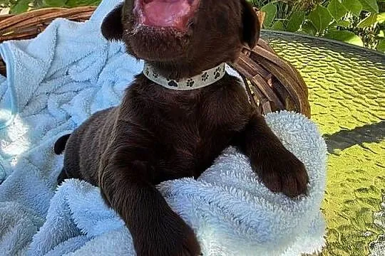 Flat Coated Retriever FCI, Lubuskie, Gorzów Wielkopolski
