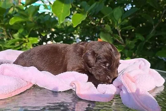 Flat Coated Retriever FCI, Lubuskie, Gorzów Wielkopolski