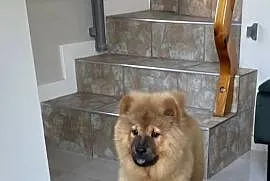 Uroczy misio Chow Chow - suczka sczeniak