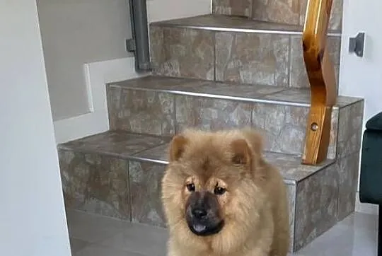 Uroczy misio Chow Chow - suczka sczeniak