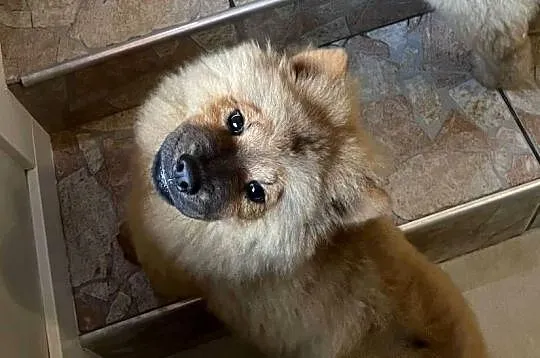 Uroczy misio Chow Chow - suczka sczeniak, Podlaskie, Łomża