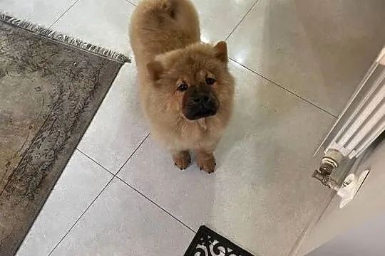 Uroczy misio Chow Chow - suczka sczeniak, Podlaskie, Łomża