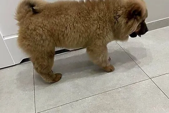 Uroczy misio Chow Chow - suczka sczeniak, Podlaskie, Łomża