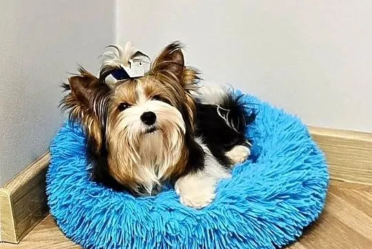 Biewer mini Yorkshire Terrier Do odbioru malutki cudowny piesek York