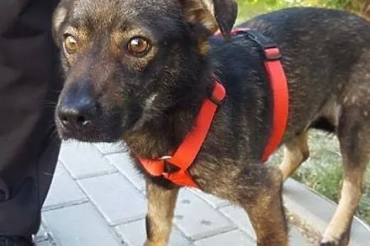 Piątek mały kochany młody psiak czeka na swój dom,