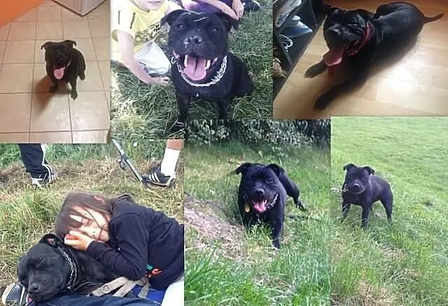 Staffordshire Bull Terrier Stafik Stafiki Piękne S