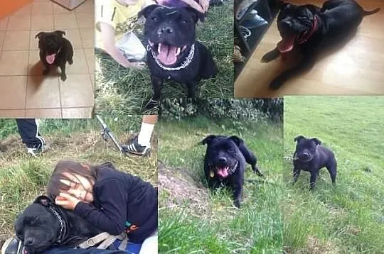 Staffordshire Bull Terrier Stafik Stafiki Piękne S