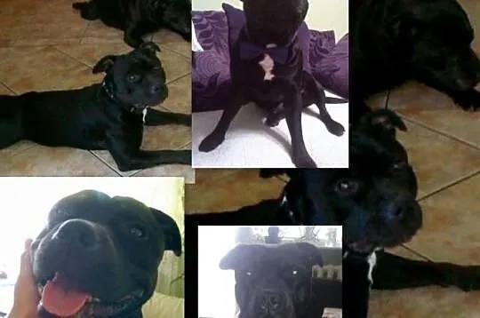 Staffordshire Bull Terrier Stafik Stafiki Piękne S