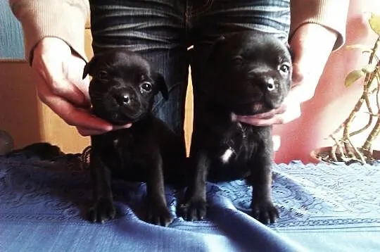 Staffordshire Bull Terrier Stafik Stafiki Piękne S