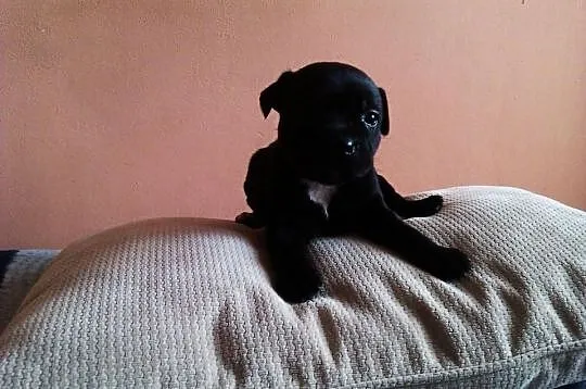 Staffordshire Bull Terrier Stafik Stafiki Piękne S