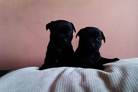 Staffordshire Bull Terrier Stafik Stafiki Piękne S