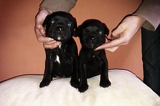 Staffordshire Bull Terrier Stafik Stafiki Piękne S