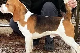 Beagle, bigle - reproduktory FCI / ZKwP, Iwonicz-Zdrój