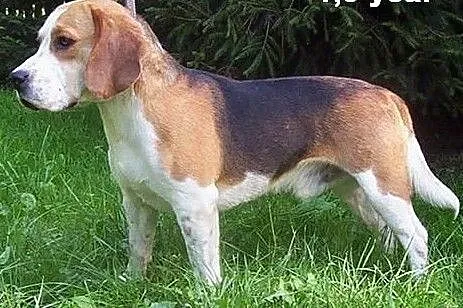 Beagle, bigle - reproduktory FCI / ZKwP, Iwonicz-Zdrój