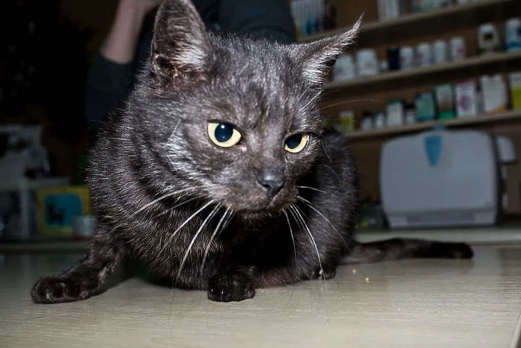 Roczna kotka Anastazja do adopcji !