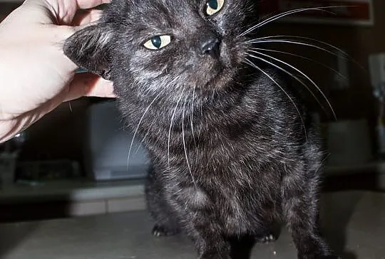 Roczna kotka Anastazja do adopcji !