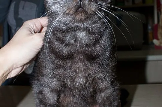 Roczna kotka Anastazja do adopcji !