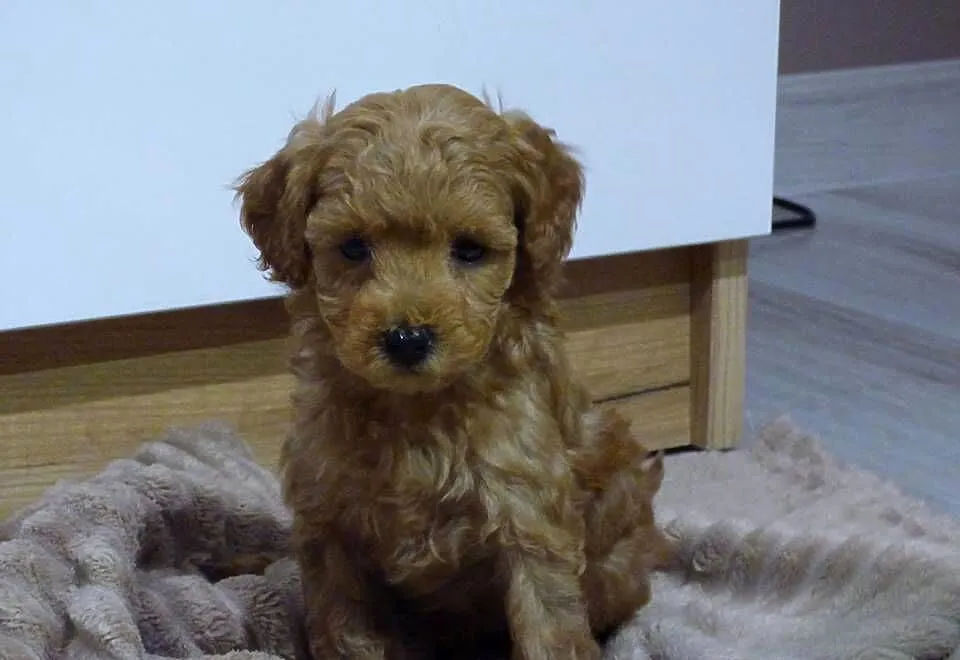 Suczka rasy Maltipoo Red, Świętokrzyskie, Kielce