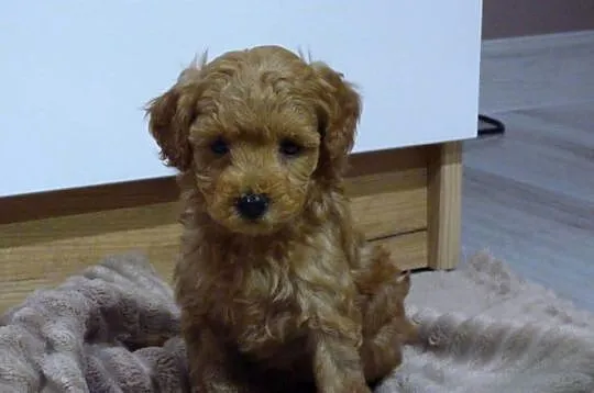 Suczka rasy Maltipoo Red, Świętokrzyskie, Kielce