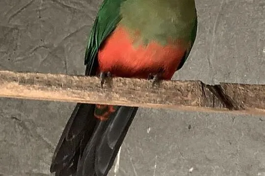 Papuga, Kórnik