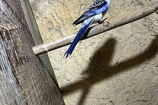 Papugi rozelle królewskie, Kujawsko-pomorskie, Stodólno