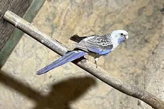 Papugi rozelle królewskie, Kujawsko-pomorskie, Stodólno
