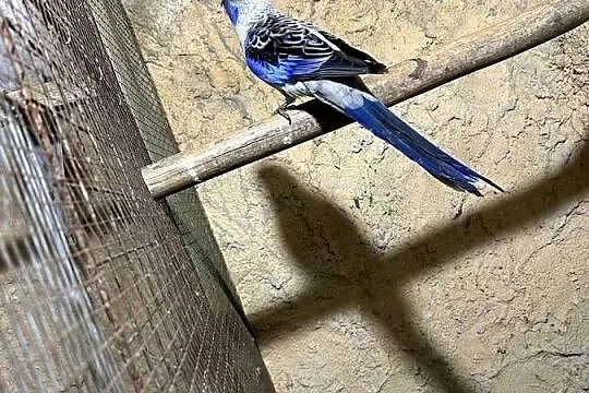 Papugi rozelle królewskie, Kujawsko-pomorskie, Stodólno