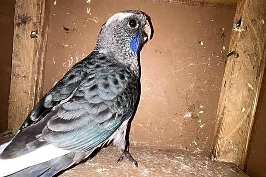 Papugi rozelle królewskie, Kujawsko-pomorskie, Stodólno