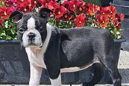 Boston terrier sunia fci, Mazowieckie, Warszawa