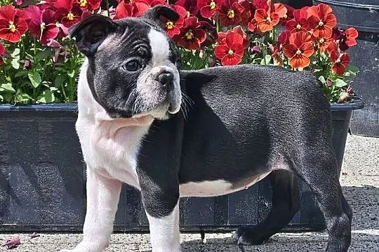 Boston terrier sunia fci, Mazowieckie, Warszawa