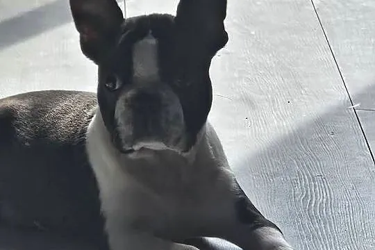 Boston terrier sunia fci, Mazowieckie, Warszawa