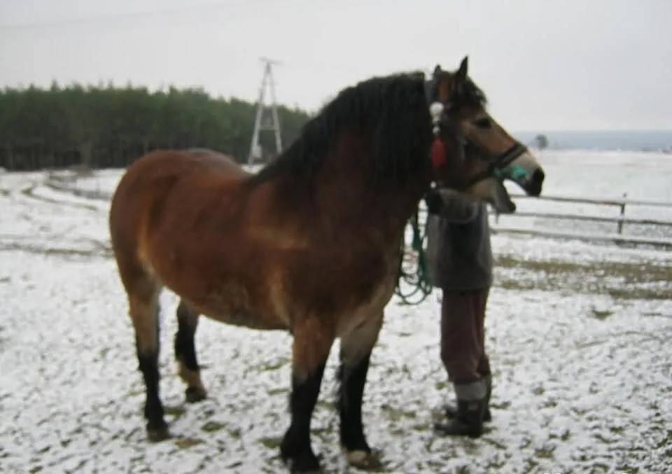 Sprzedam konia