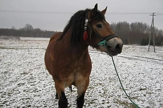 Sprzedam konia