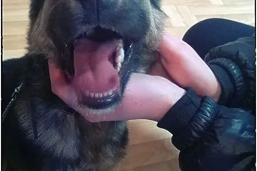 BANDI - cudowny szczeniak do pokochania!,  mazowieckie Warszawa