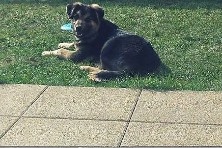 BANDI - cudowny szczeniak do pokochania!,  mazowie