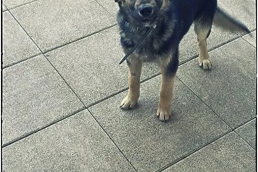 BANDI - cudowny szczeniak do pokochania!,  mazowie