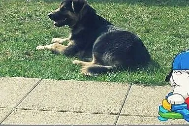 BANDI - cudowny szczeniak do pokochania!,  mazowie