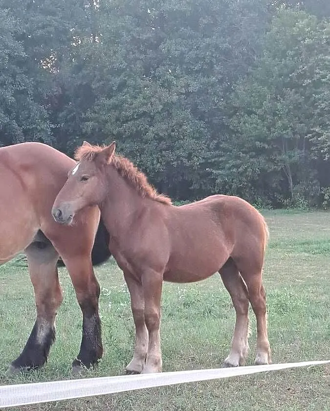 Sprzedam źrebicę, Mazowieckie, Gąbin