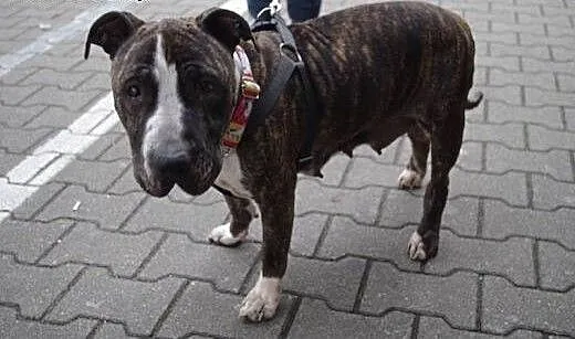 Mela sunia w typie amstaffa szuka domu, Amstaff c