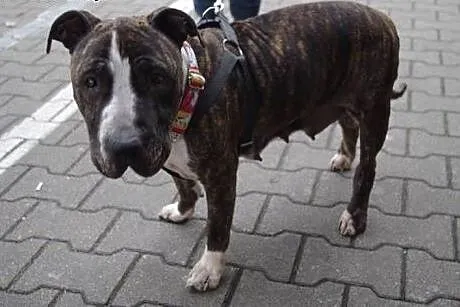 Mela sunia w typie amstaffa szuka domu,  Amstaff c