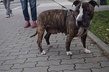 Mela sunia w typie amstaffa szuka domu,  Amstaff c