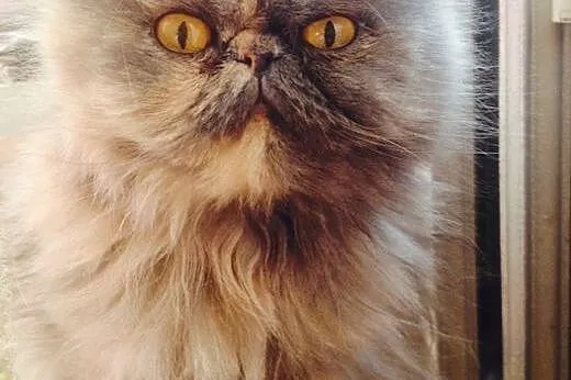 Pilne !! Wyjątkowy Kotek Perski Szuka Domu !!,  ma